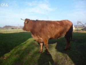 Limousine - Rasa Mięsna