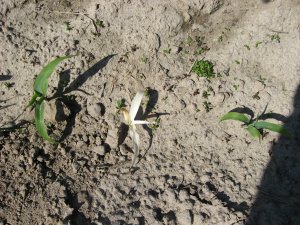 Kukurydza Ronaldinio