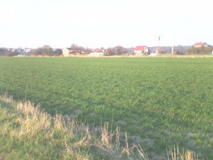 Pszenica ozima Rywalka