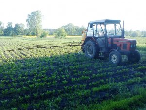 Buraki Cukrowe Nancy