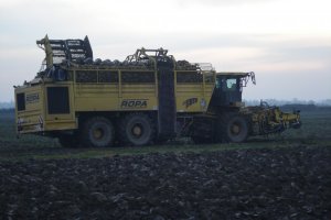 Ropa euro tiger v8-4