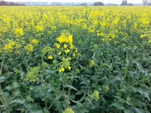 Rzepak Es Betty (F1) 23.04.2014