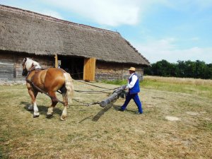 Retro żniwa 2013 w Muzeum Wsi Mazowieckiej w Sierpcu 04.08.2013