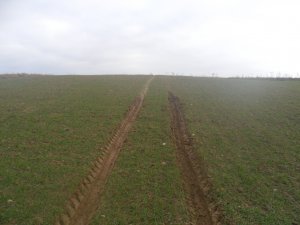 Pszenżyto Dinaro