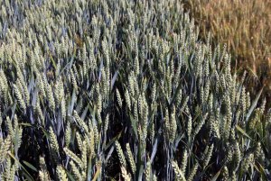 DLG Feldtage - Dni Pola DLG 2014