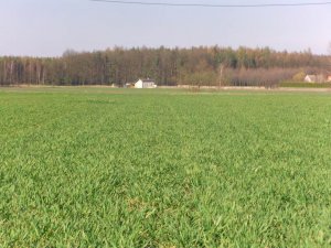 Pszenica Ozima Bogatka