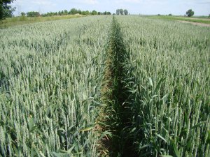Pszenica Ozima Mulan