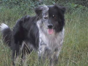 Border collie