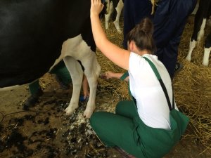 Szkolenie z przygotowania bydła do wystaw