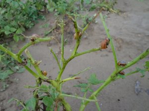 Stonka ziemniaczana (Leptinotarsa decemlineata)