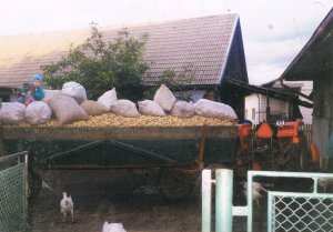 Massey Ferguson 255 & wóz