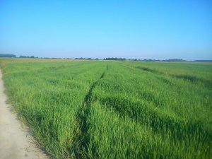 Jęczmień jary basic