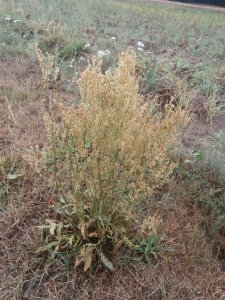 Barszcz Mantegazziego