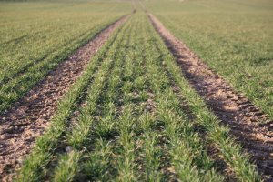 Pszenica ozima Toras 02 marca 2014