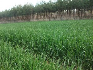 Pszenżyto ozime Fredro