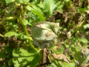 Zaraza Ziemniaka (fitoftoroza)