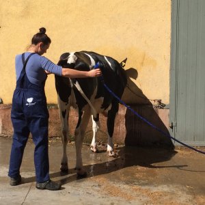 Szkolenie z przygotowania bydła do wystaw