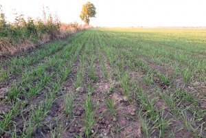 Pszenica ozima Arkadia 1.11.2014