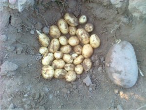 Ziemniaki Belana