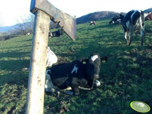 a co by tu dzisiaj na obiad...?