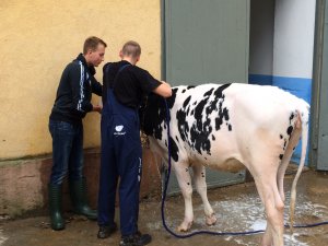 Szkolenie z przygotowania bydła do wystaw