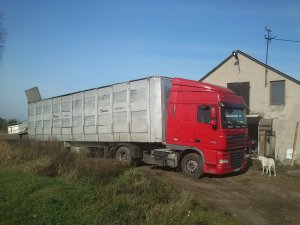 Daf XF