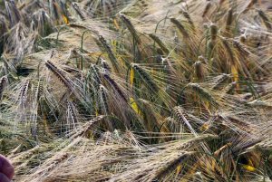 DLG Feldtage - Dni Pola DLG 2014