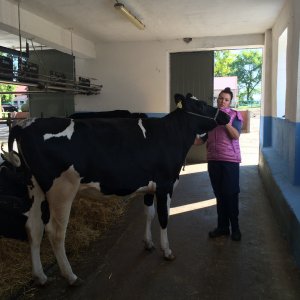 Szkolenie z przygotowania bydła do wystaw