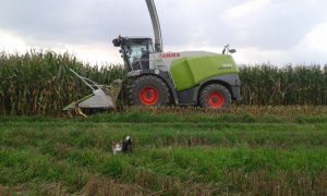 Claas Jaguar 960