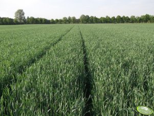 Żyto hybrydowe KWS Visello