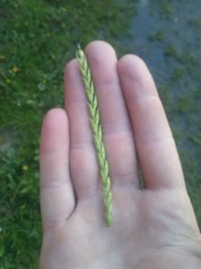 Pszenica Ozima Mulan