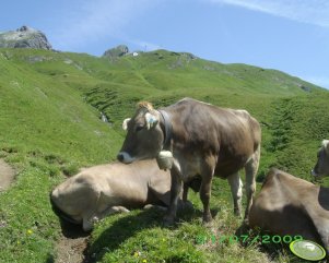 Brown Swiss