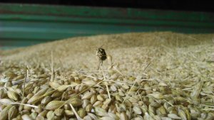 Żółwinek zbożowy