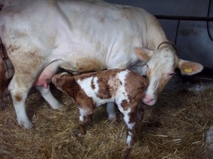 Charolais x Belg