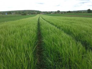 Jeczmień ozimy Sandra