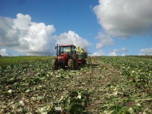 Zetor Proxima 8441+ D50