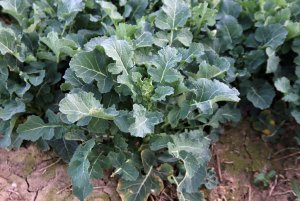 Rzepak ozimy ROHAN F1 22.03.2014