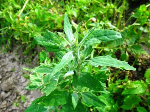 Łoboda rozłożysta