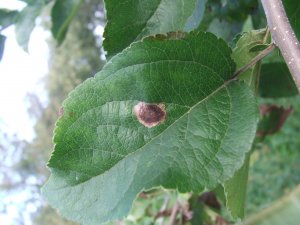 Toczyk gruszowiaczek