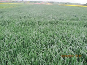 Pszenica ozima Turnia