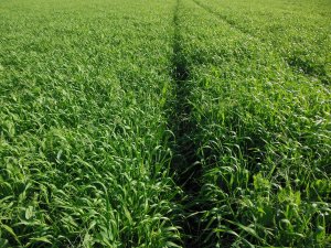 Mieszanka groch + jęczmień