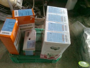 Nasiona buraka cukrowego