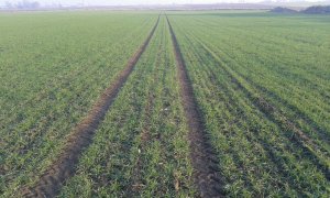 Pszenica ozima Julius