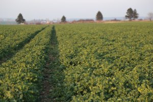 Rzepak ozimy Rohan F1 30.03.2014