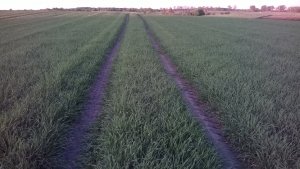 Jęczmień Jary Basic