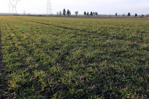 Pszenica ozima Toras 08.02.2014