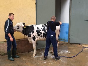 Szkolenie z przygotowania bydła do wystaw