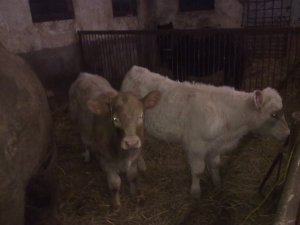 Byczek i Jałóweczka