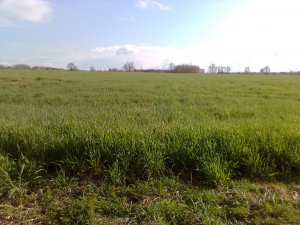 Żyto hybrydowe KWS Visello