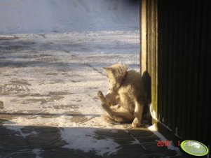 Alaskan Malamute